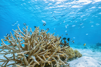 Los corales ya no pueden recuperarse del calentamiento global