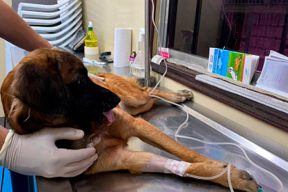 El Municipio de Guayaquil esterilizará perros y gatos durante varias jornadas que se realizarán en el norte y sur de la ciudad.