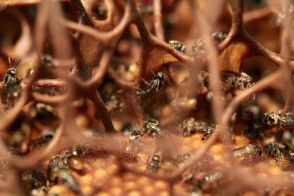 Las abejas nativas sin aguijón son aliadas invisibles de los ecosistemas tropicales y las comunidades que viven junto a ellas.