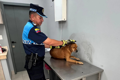 Un perro lesionado fue rescatado por personal de Segura EP, tras una alerta ciudadana, en la avenida Isidro Ayora.