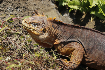 Especie. Las iguanas fueron liberadas en la isla Santiago para evitar sobrepoblación en la isla Seymour.