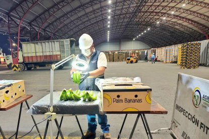 El III Comité Interinstitucional de Musáceas estableció seis puntos para hacerle frente a la posible plaga.