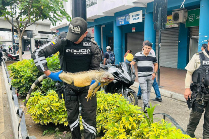 UPMA rescata a la iguana golpeada