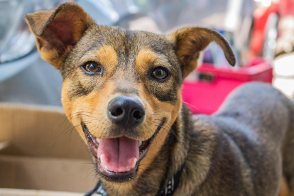 Guafyaquileños se denomina el evento, con actividades para perros, que se hará este 26 de octubre.