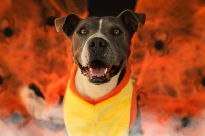 Más de 50 perros y gatos esperan encontrar un hogar durante el UBAween 2025