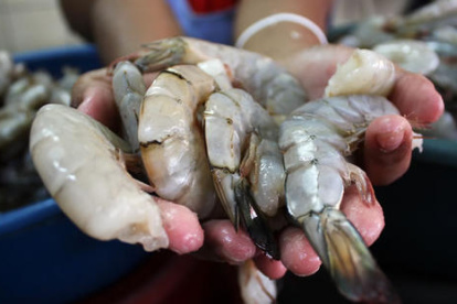 Ecuador deja de ser un país eminentemente petrolero para convertirse en una potencia camaronera.