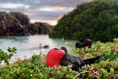 Galápagos. El acuerdo busca fortalecer la cooperación científica.