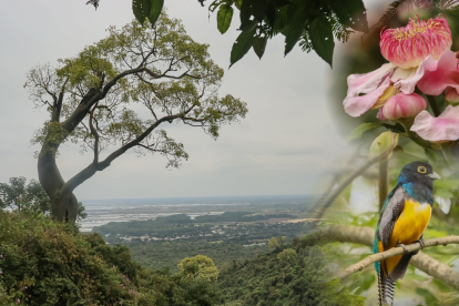 El Bosque Cerro Blanco es el pulmón de la ciudad de Guayaquil y ofrece actividades para grandes y pequeños.