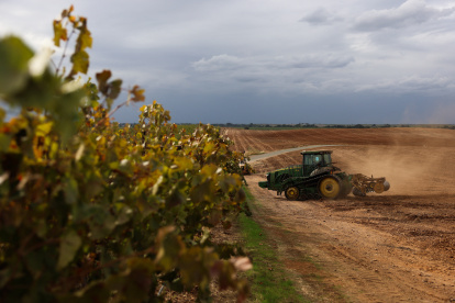 Cambios. Un tractor forma bordes de tierra para árboles de almendro en el terreno de un antiguo viñedo de uvas para vino en el Valle Central, que fue removido de una finca.