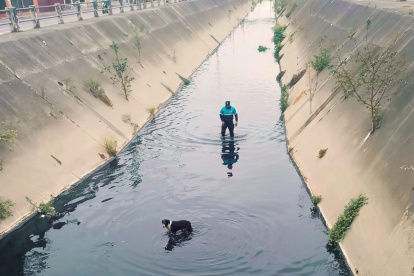 Los perritos estaban en peligro al caer a pozas de agua.