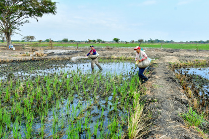 En su segunda jornada laboral del día, trabajadores del sector La Seca, abonan el terreno donde hay miles de plantas de arroz.