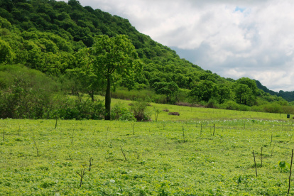 Bosque. Más de 2.000 hectáreas pasaron a ser Área Protegida.