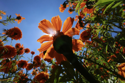 Fotografía de flores de cempasúchil, usada tradicionalmente para adornar altares, ofrendas y tumbas en temporada de Día de Muertos este viernes, en Tenango del Valle, Estado de México (México).