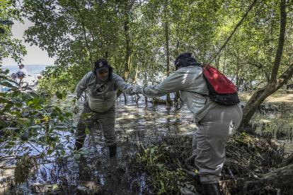 Un voluntario de la ONG Guardianes del Mar recoge residuos entre manglares en la Bahía de Guanabara el 16 de octubre de 2025,Río de Janeiro (Brasil).