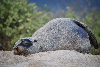 Lobo. El lobo marino (zalophus wollebaeki), especie emblemática de Galápagos, está en peligro de extinción.
