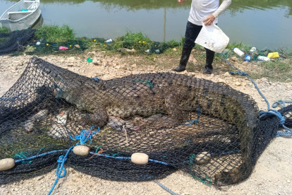 El cocodrilo fue primero puesto en malla hasta la llegada de las autoridades.