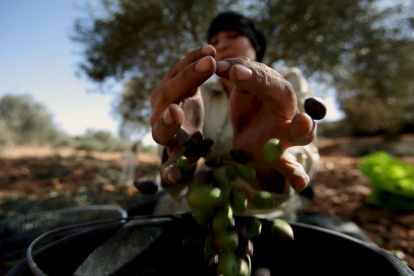 Imagen de una mujer palestina que recoge aceitunas en un campo.