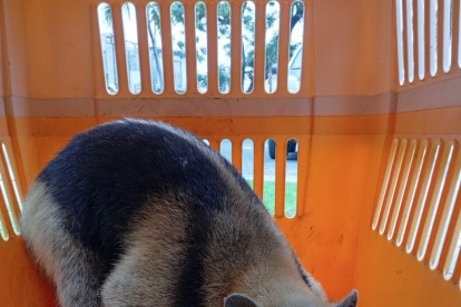 Oso Hormiguero rescatado en La Aurora