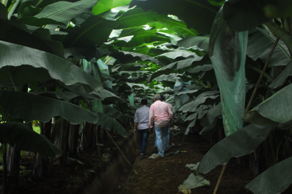 Semillas de plátano están entre las que están en el banco.