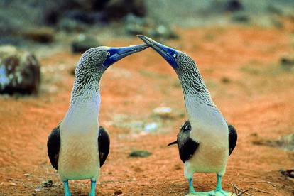 Los piqueros de patas azules que hay en las Islas Galápagos.
