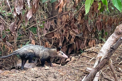 Las zarigüeyas que son encontradas en zonas urbanas de Guayaquil son liberadas en su hábitat.