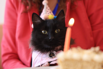 Malike Coffee es una cafetería con un menú enfocado en las mascotas. Aquí puedes festejar el cumpleaños de tu peludito.