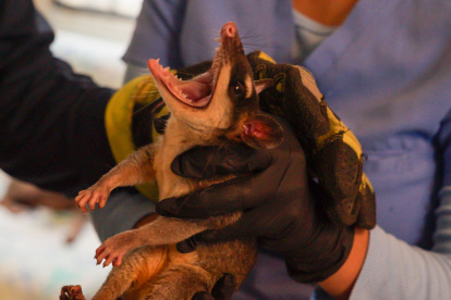 Las zarigüeyas son animales silvestres que llegan a la ciudad en busca de comida y refugio. Tras alertas ciudadanas, personal de Segura EP los rescatan para devolverlos a su hábitat.