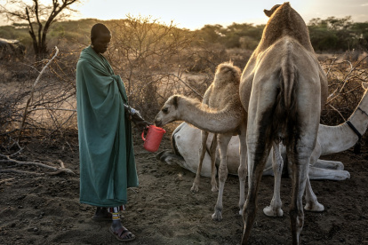 El pastor samburu Naimalu Lentaka, ofrece leche a una cría de camello después de ordeñar camellos al amanecer cerca de Sereolipi, el 29 de septiembre de 2025.