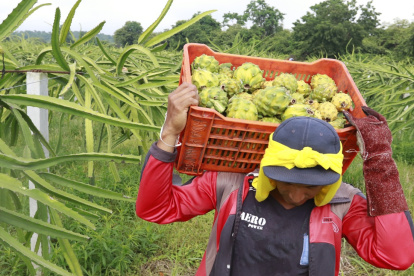 La pitahaya es uno de los productos ecuatorianos que ingresará a Estados Unidos sin pagar aranceles recíprocos.