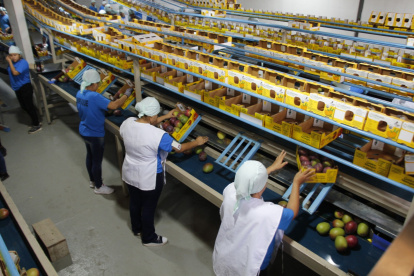 Desempeño. Los productores de esta fruta prevén cerrar 2025 con la exportación de 12.5 millones de cajas. La cifra representa una caída del 20 % frente a 2024.