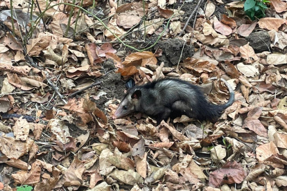Las zarigüeyas aparecen comúnmente en las ciudades porque buscan alimento y refugio.