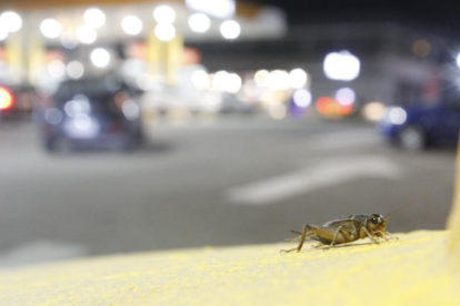 Los grillos llegan junto con las primeras lluvias.