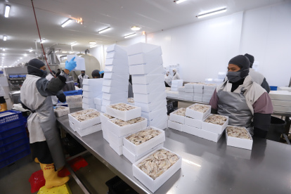 El sector camaronero, el motor de la exportación de Ecuador, aún debe pagar una tasa del 15 %.