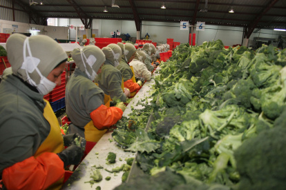 El brócoli, entre la lista de productos que deben esperar a una negociación.