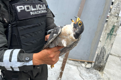 Halcón peregrino, rescatado al norte de Guayaquil.