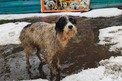 Perros rescatados en el refugio Fundación Lucky quedaron a la intemperie tras la granizada en Quito.