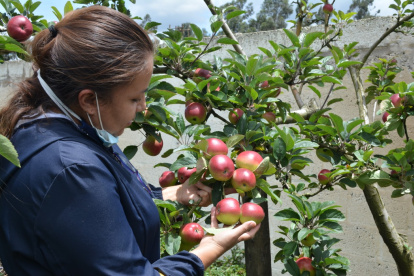 Exportación. El sector orgánico ecuatoriano generó divisas por $ 621 millones durante 2024