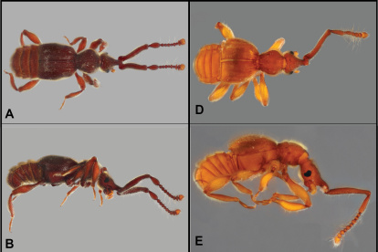 Biodiversidad. Muestra de varias especies de escarabajos que identificaron los científicos, tras un intenso estudio en los páramos.