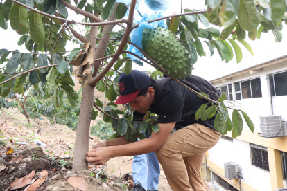 Un alumno mide el grosor de la planta en el cultivo que está al interior de la Universidad Católica.