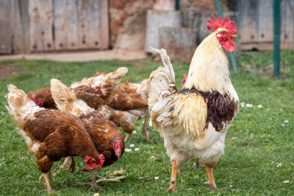 La influenza aviar es una infección provocada por virus de tipo A que impacta sobre todo a pollos, pavos y otras aves de corral.