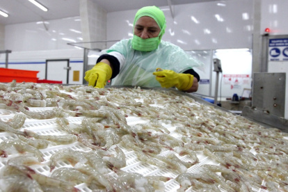 Entre enero y septiembre de 2025, por ejemplo, el camarón superó al crudo y se posicionó como el principal producto de exportación de Ecuador.