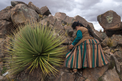 Planta. Una mujer camina cerca de ejemplares de puyas raimondii.