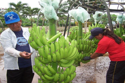 El El Oro existirían entre 4.000 y 5.000 hectáreas sembradas de manera irregular.