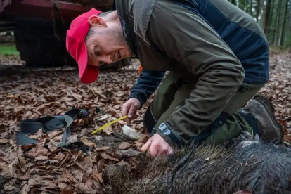 Tres décadas después, el virus reaparece en España. El país se suma a la lista de países donde se han registrado ya casos letales.
