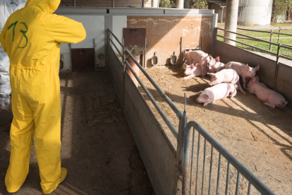 Ecuador intensifica los protocolos de bioseguridad para proteger la producción porcina nacional.