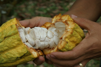 Entre los productos que dejaron de estar sujetos a aranceles recíprocos están el café, cacao, piñas, mangos, pitahaya, banano, palmito y flores.