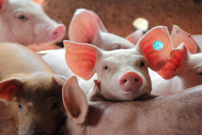 Aunque la Peste Porcina Africana no afecta la salud humana, su capacidad de dispersión en una amenaza de alto nivel para la industria porcina.