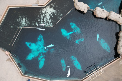Parque. Esta vista aérea muestra a varias belugas que aún permanecen en cautiverio en la ya cerrada exhibición Artic Cove, en Marineland, en las Cataratas del Niágara, Canadá.