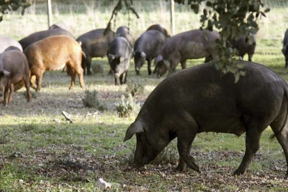 La PPA afecta al jabalí europeo, el facóquero africano y el cerdo doméstico de las granjas.