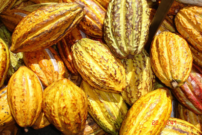 Entre los productos exentos de sobretasas constan cacao, café, plátano procesado, pitahaya, mango, piña, palmito, banano, flores y pesca.